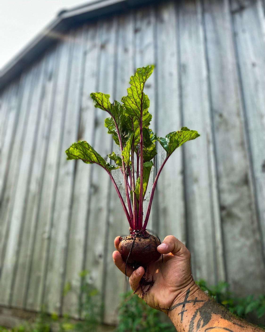 Fresh picked beetroot