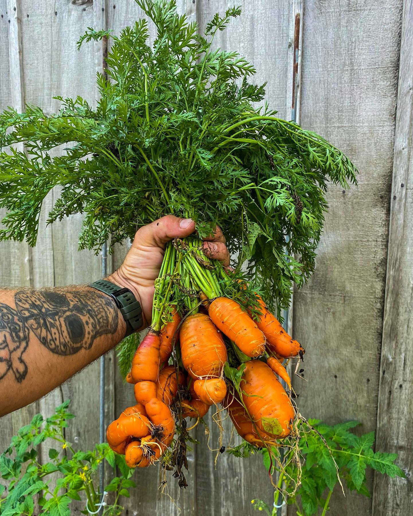 Freshly picked carrots