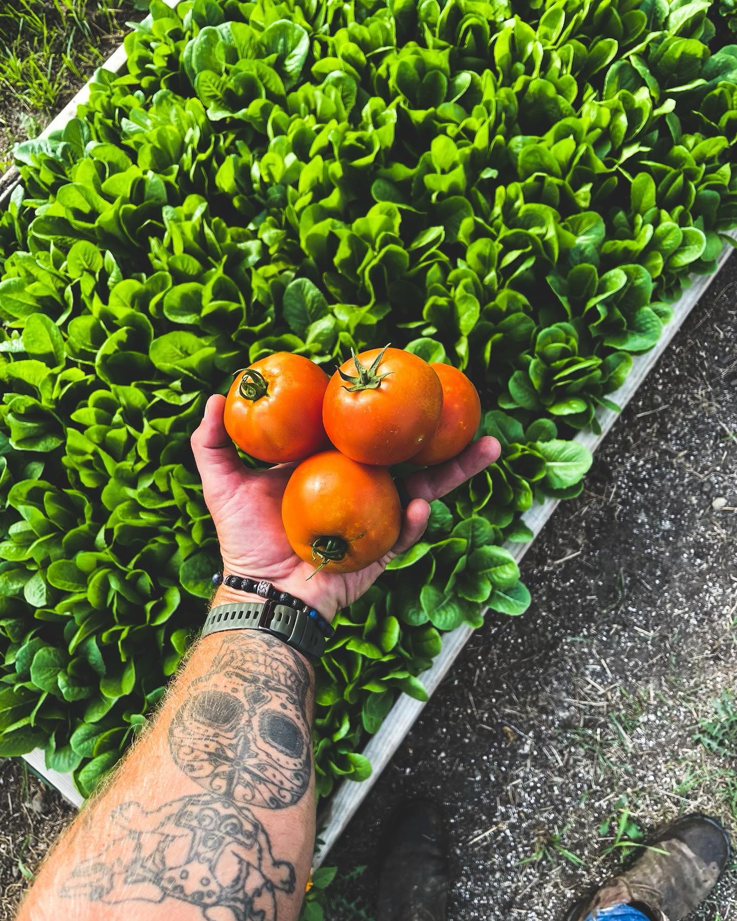 Juicy, ripe tomatoes
